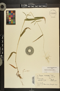 Dichanthelium dichotomum var. ramulosum image