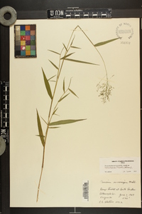 Dichanthelium dichotomum var. ramulosum image