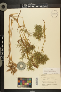 Dichanthelium dichotomum var. ramulosum image