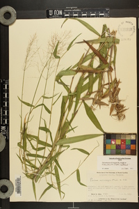 Dichanthelium dichotomum var. ramulosum image