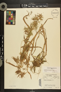 Dichanthelium dichotomum var. ramulosum image