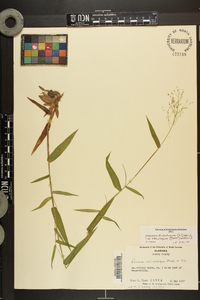 Dichanthelium dichotomum var. ramulosum image