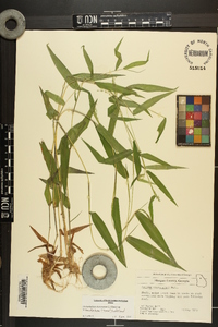 Dichanthelium dichotomum var. ramulosum image