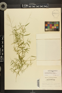 Dichanthelium dichotomum var. ramulosum image