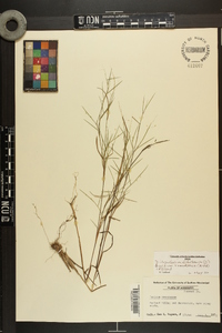 Dichanthelium dichotomum subsp. roanokense image