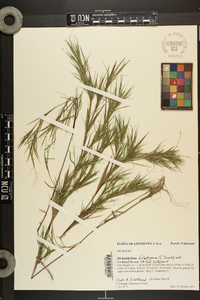 Dichanthelium dichotomum subsp. roanokense image