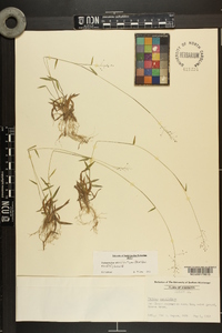 Dichanthelium ensifolium image