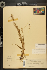 Dichanthelium erectifolium image