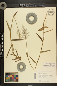 Dichanthelium erectifolium image