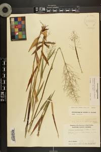 Dichanthelium erectifolium image