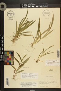 Dichanthelium laxiflorum image