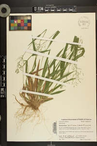 Dichanthelium laxiflorum image