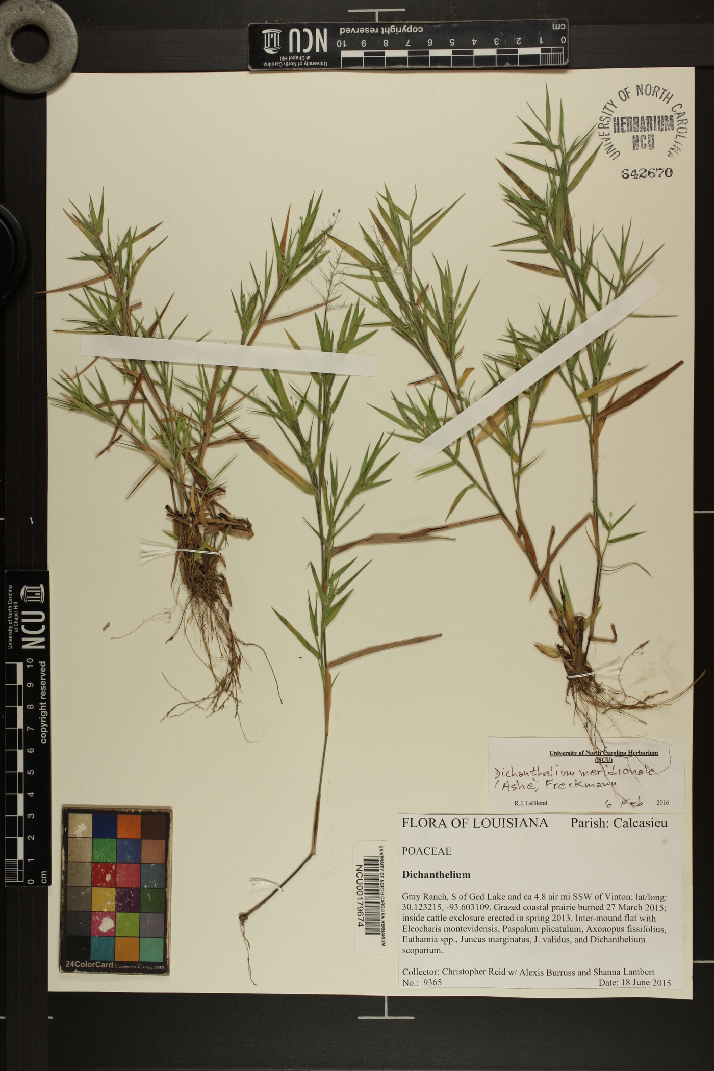 Dichanthelium meridionale image
