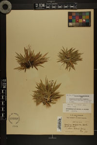 Dichanthelium strigosum var. glabrescens image