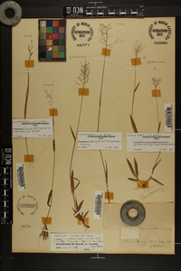 Dichanthelium strigosum image