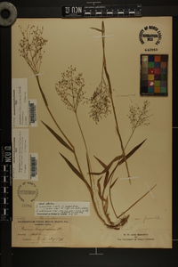 Dichanthelium acuminatum subsp. acuminatum image