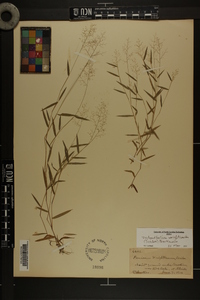 Dichanthelium wrightianum image