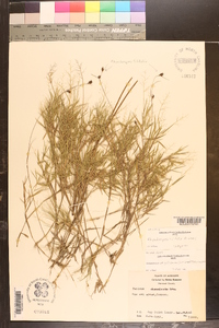 Rhynchospora filifolia image