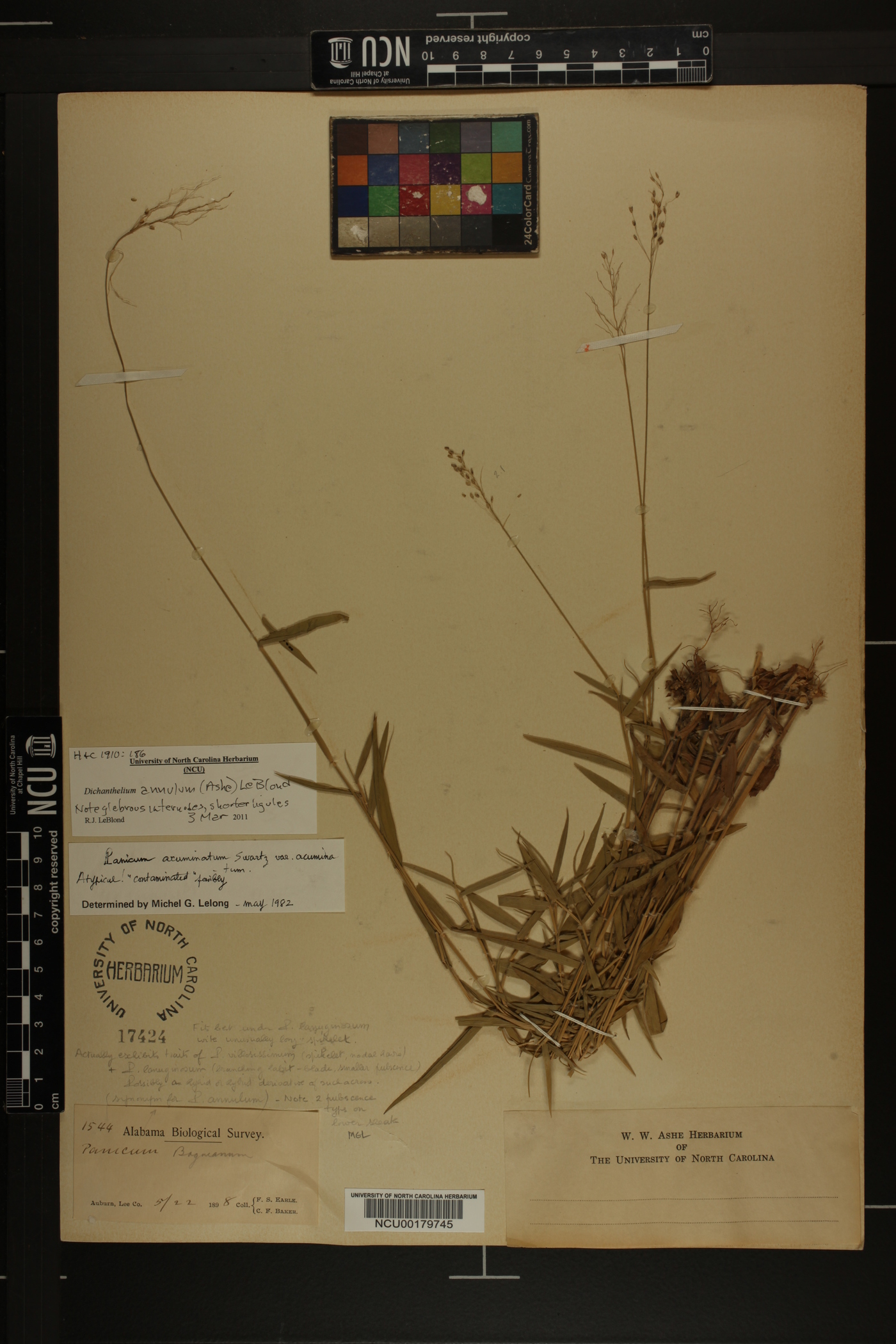 Dichanthelium annulum image
