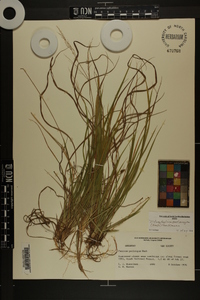 Dichanthelium linearifolium image