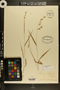 Chasmanthium nitidum image