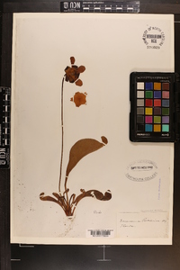 Sarracenia psittacina image