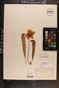 Sarracenia minor image