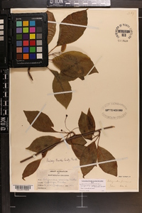 Schisandra glabra image