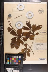 Cyrilla racemiflora image