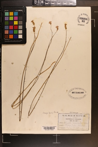 Polygala incarnata image