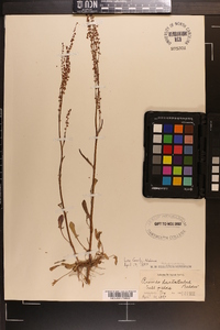 Rumex hastatulus image