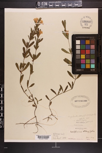 Dyschoriste oblongifolia image