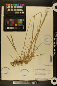 Paspalum notatum image