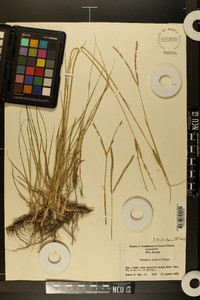 Paspalum notatum image