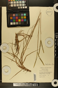 Paspalum notatum image