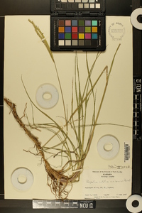 Paspalum notatum image