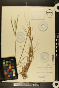 Paspalum notatum var. saurae image