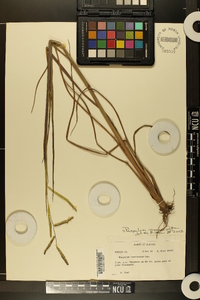 Paspalum praecox image