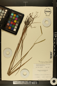 Paspalum praecox image