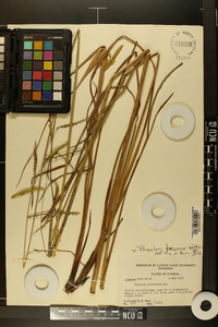 Paspalum praecox image