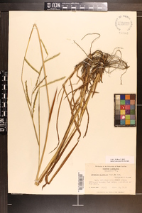 Paspalum dilatatum image