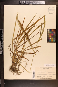 Paspalum dilatatum image