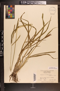 Paspalum dilatatum image