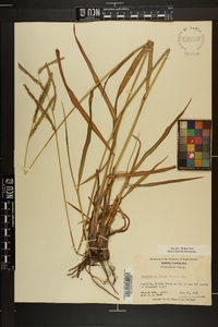 Paspalum dilatatum image