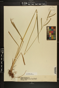 Paspalum dilatatum image