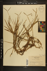 Paspalum distichum image