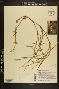 Paspalum distichum image