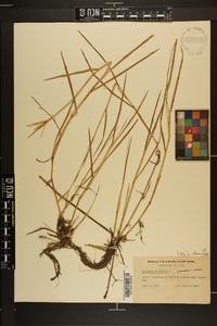 Paspalum distichum image