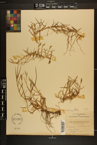 Paspalum distichum image