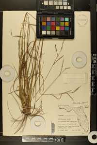 Paspalum plicatulum image